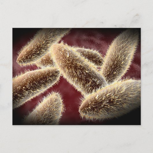 Carte Postale Vue Microscopique Du Paramètre 2 (Devant)