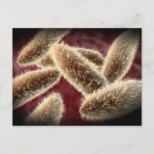 Carte Postale Vue Microscopique Du Paramètre 2
