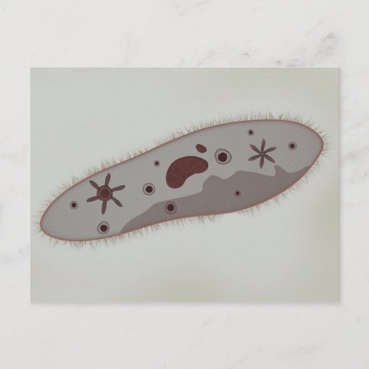 Carte Postale Vue Microscopique Du Paramètre 3 (Devant)