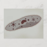 Vue Microscopique Du Paramètre 3