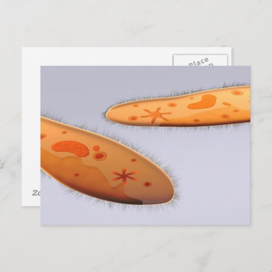 Carte Postale Vue Microscopique Du Paramètre 4 (Devant / Derrière)