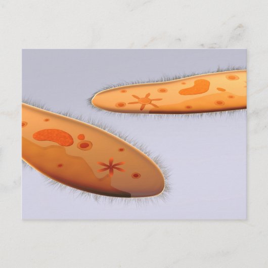 Carte Postale Vue Microscopique Du Paramètre 4 (Devant)