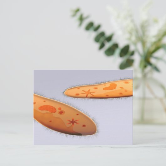 Carte Postale Vue Microscopique Du Paramètre 4 (Debout devant)