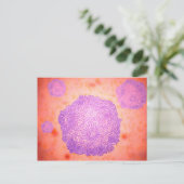 Carte Postale Vue Microscopique Du Parvovirus Canin 2 (Debout devant)