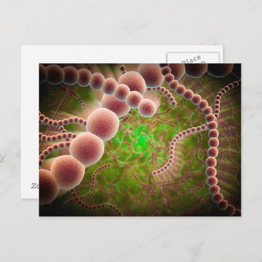 Carte Postale Vue Microscopique Du Streptococcus Pneumoniae (Devant / Derrière)