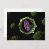 Carte Postale Vue Microscopique Du Virus Du VIH, Section Transve (Devant / Derrière)