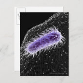 Carte Postale Vue microscopique d'une cellule hélicobacter pylor (Devant / Derrière)