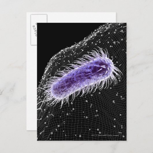 Carte Postale Vue microscopique d'une cellule hélicobacter pylor (Devant / Derrière)