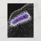 Carte Postale Vue microscopique d'une cellule hélicobacter pylor (Devant)