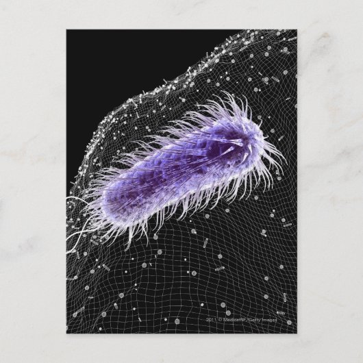 Carte Postale Vue microscopique d'une cellule hélicobacter pylor (Devant)