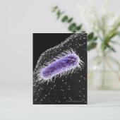Carte Postale Vue microscopique d'une cellule hélicobacter pylor (Debout devant)