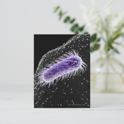 Carte Postale Vue microscopique d'une cellule hélicobacter pylor (Debout devant)