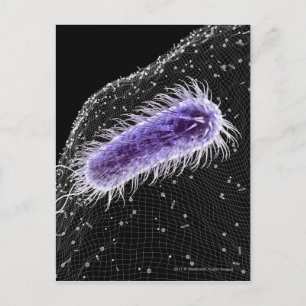 Carte Postale Vue microscopique d'une cellule hélicobacter pylor