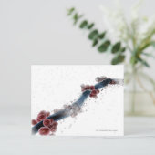 Carte Postale Vue microscopique filaire de candida albicans (Debout devant)