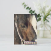 Carte Postale Vue oeil du cheval (Debout devant)