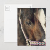 Carte Postale Vue oeil du cheval (Devant / Derrière)