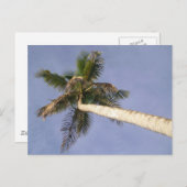 Carte Postale Vue Palm (Devant / Derrière)