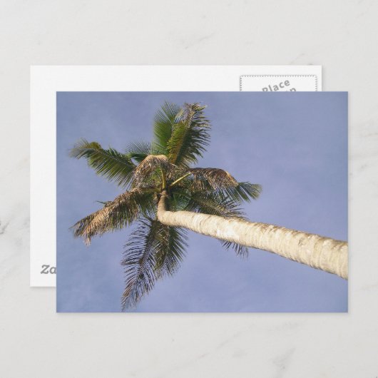 Carte Postale Vue Palm (Devant / Derrière)