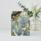 Carte Postale Vue par les arbres (Debout devant)