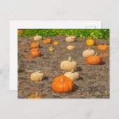 Carte postale vue patch citrouille (Devant / Derrière)