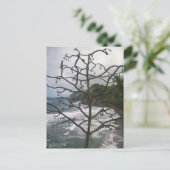 Carte Postale Vue photo de l'arbre de plage de l'océan hawaïen (Debout devant)