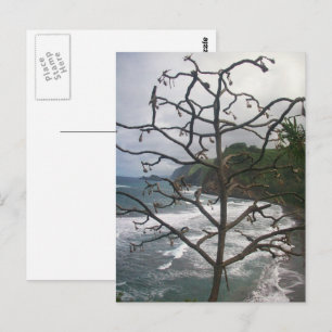Carte Postale Vue photo de l'arbre de plage de l'océan hawaïen