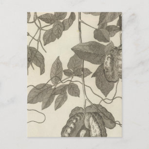 Carte Postale Vue plus grande de la liane femelle du Chili