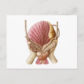 Carte Postale Vue Postérieure De La Vessie Urinaire (Devant)