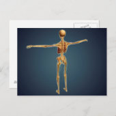Carte Postale Vue Précédente Du Squelette Humain Avec Système Ne (Devant / Derrière)