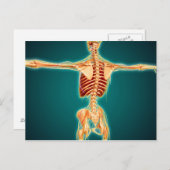 Carte Postale Vue Précédente Du Squelette Humain Avec Système Ne (Devant / Derrière)