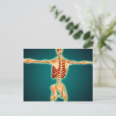 Carte Postale Vue Précédente Du Squelette Humain Avec Système Ne (Debout devant)
