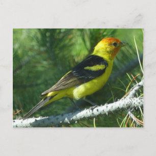 Carte Postale Vue rapprochée de l'oiseau de Western Tanager
