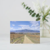 Carte Postale Vue sur le vignoble d'Osoyoos (Debout devant)