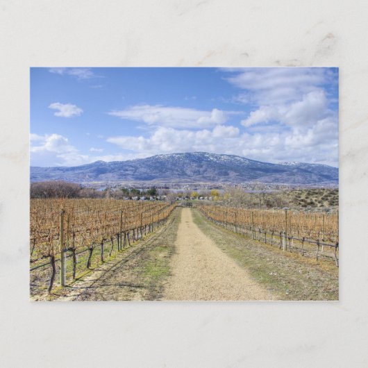 Carte Postale Vue sur le vignoble d'Osoyoos (Devant)