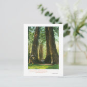 Carte Postale Vue sur Redwood Twins à Big Tree Grove (Debout devant)