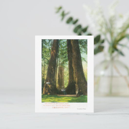 Carte Postale Vue sur Redwood Twins à Big Tree Grove (Debout devant)