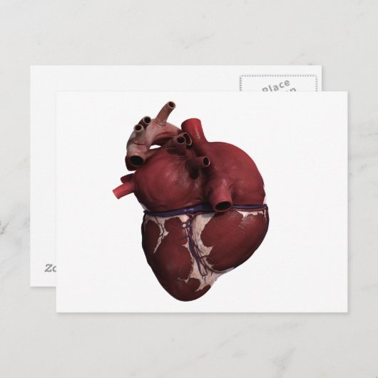 Carte Postale Vue tridimensionnelle du cœur humain, dos (Devant / Derrière)