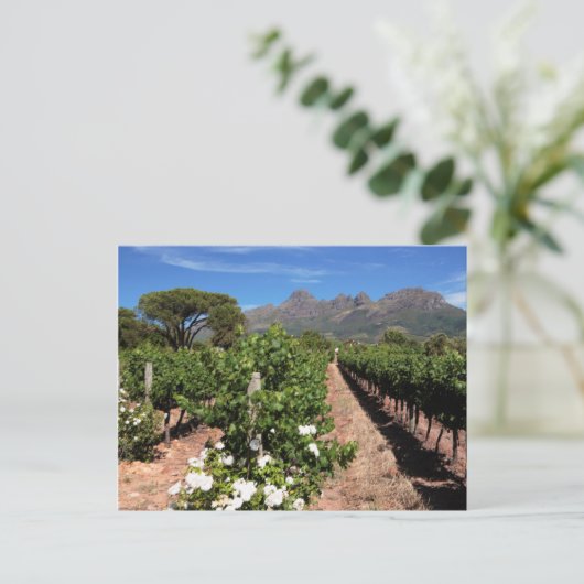 Carte Postale Vue Vignoble. Stellenbosch (Debout devant)