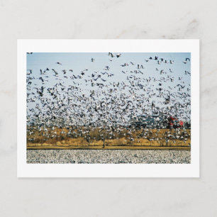 CARTE POSTALE VUES DE NEBRASKA