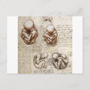Carte Postale Vues d'un foetus dans l'utérus
