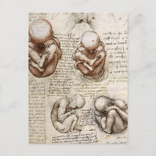 Carte Postale Vues d'un foetus sur Womb.jpg par Leonardo Vinci