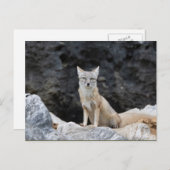Carte Postale Vulpes corsac (Devant / Derrière)