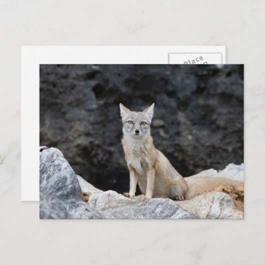 Carte Postale Vulpes corsac (Devant / Derrière)