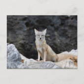 Carte Postale Vulpes corsac (Devant)