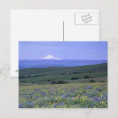 Carte Postale WA, comté de Klickitat, Dalles Mountain Ranch, (Devant / Derrière)