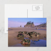 Carte Postale WA, PN Olympic, deuxième plage avec des mares rési (Devant / Derrière)