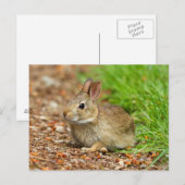 Carte Postale WA, Redmond, lapin bébé à queue blanche (Devant / Derrière)