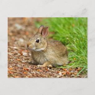Carte Postale WA, Redmond, lapin bébé à queue blanche