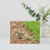 Carte Postale WA, Redmond, lapin bébé à queue blanche (Debout devant)