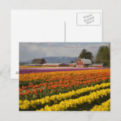 Carte Postale WA, Skagit Valley, Champs de tulipe en fleur, à (Devant / Derrière)